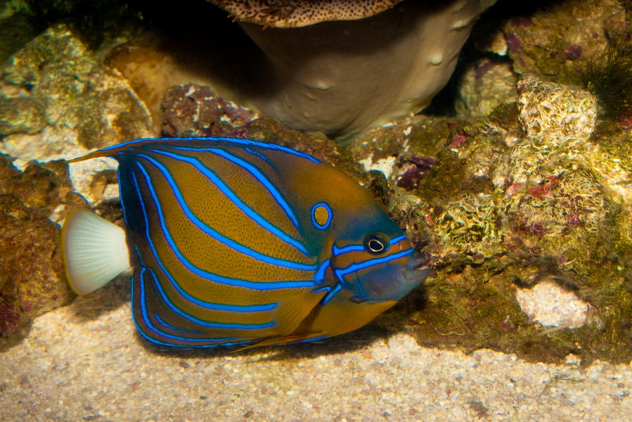 Blue Ring Angelfish (Pomacanthus annularis) in Aquarium